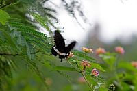 Butterfly approaching
