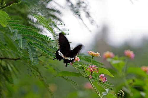 Chevalier noir sur une fleur