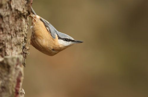 Karakteristieke Boomklever houding