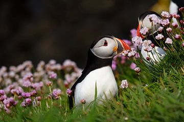 Papegaaiduikers tussen de roze voorjaarsbloemen in Schotland van Aagje de Jong