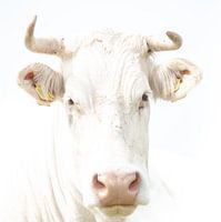 Cow, high key recording