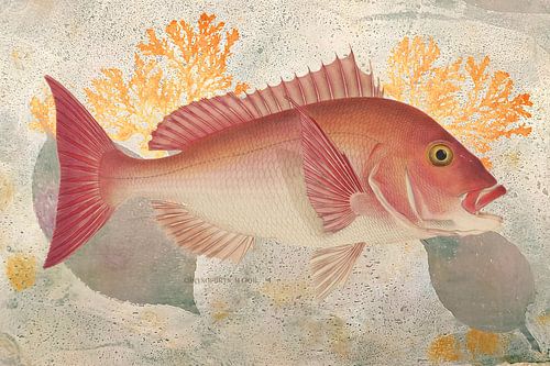 Rosa Korallenfisch