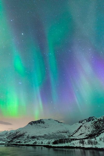 Noorderlicht, poollicht of Aurora Borealis in de nacht boven de Lofoten eilanden van Sjoerd van der Wal Fotografie