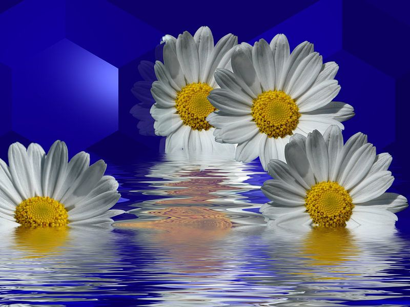 Schöne Margariten von Martina Fornal