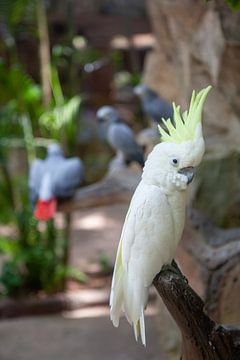 Witte papegaai 2 van t.ART