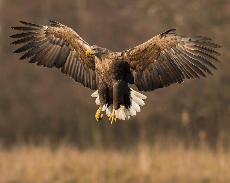 Approaching White-tailed Eagle! van Robert Kok