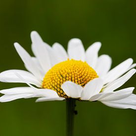 Daisy, close up in green by Jani Moerlands