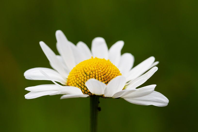 Gänseblümchen, Nahaufnahme in Grün von Jani Moerlands