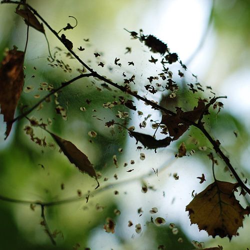 Trapped leafs. Nature mood