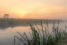 Sunrise foggy morning with reeds in foreground by Rick van de Kraats