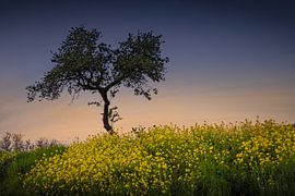 Fairy Tale Tree in the Meadow by Viocida