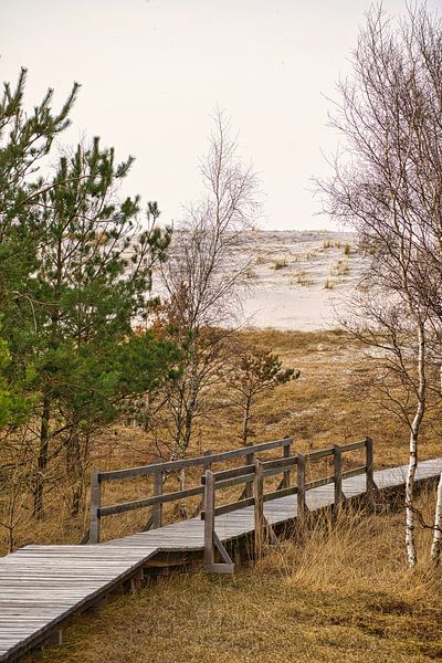 Wooden path through the dunes by the Baltic Sea by Martin Köbsch
