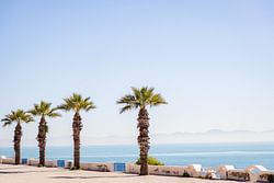 Des palmiers sur la côte tunisienne