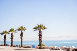 Des palmiers sur la côte tunisienne sur Sjouke op de Weegh