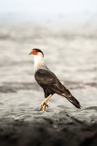 Vigilance dans la nature - Oiseau de proie majestueux - Caracara huppé
