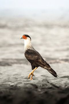 Vigilance in the Wilderness - Majestic Bird of Prey - Crested Caracara by Femke Ketelaar