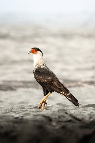 Waakzaamheid in de Wildernis Majestueuze Roofvogel Kuifcaracara