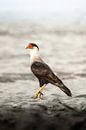 Waakzaamheid in de Wildernis Majestueuze Roofvogel Kuifcaracara van Femke Ketelaar thumbnail
