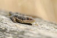 Lézard à respiration vivante