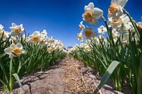 Flowerbulbs - Daffodil