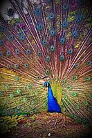 Captain Peacock