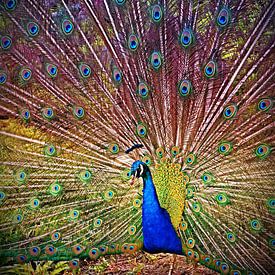 Captain Peacock van Shutter Dreams