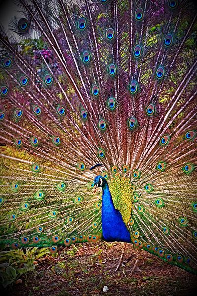 Captain Peacock van Shutter Dreams