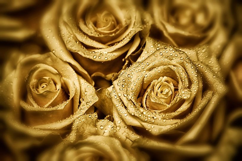 Elegant Roses - Golden Glow von Marlika Art