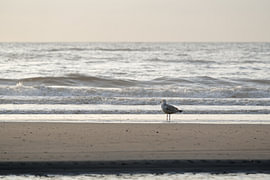 Möwe am Nordseestrand von Ralf Lehmann