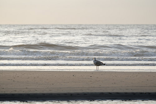 Möwe am Nordseestrand