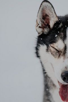 Besneeuwde Husky - Arctische photo art van sonja koning