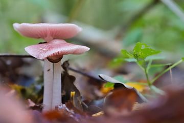 Mooie roze paddenstoelen, het heksenschermpje van Miny'S