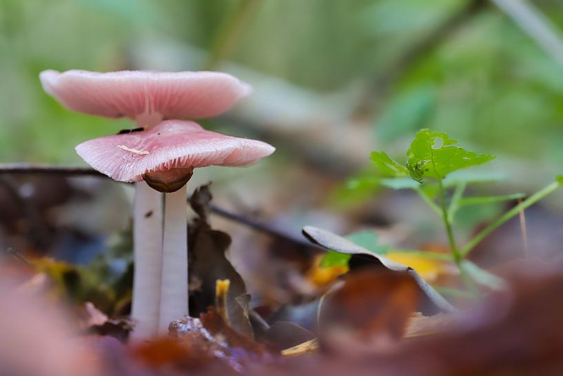 Pretty pink mushrooms, the witch screen by Miny'S