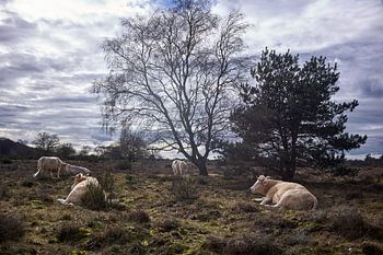 Wilde Rinder, Hoorneboegse Heide, Hilversum