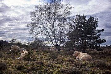 Wilde runderen, Hoorneboegse heide, Hilversum van André Bouterse