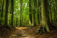 A summersday walk in the woods