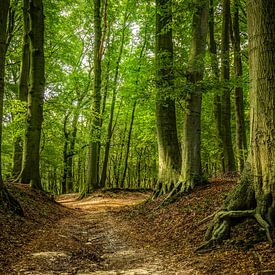 A summersday walk in the woods by Erik Smits