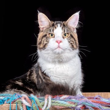 Maine Coon-Katze von Tony Wuite