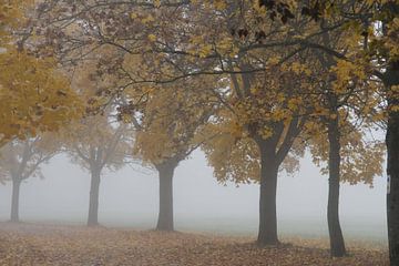 Baumallee mit Nebel im Herbst