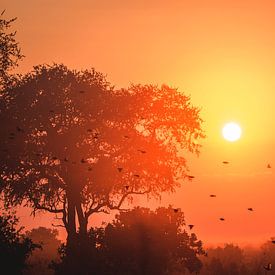 Afrikanischer Sonnenuntergang von Wilke Tiellemans