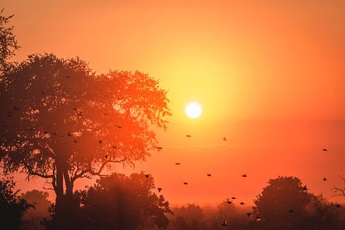 Afrikanischer Sonnenuntergang