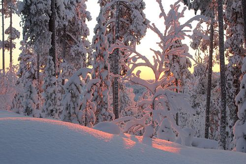 Sneeuw  Winterwonder Landschap
