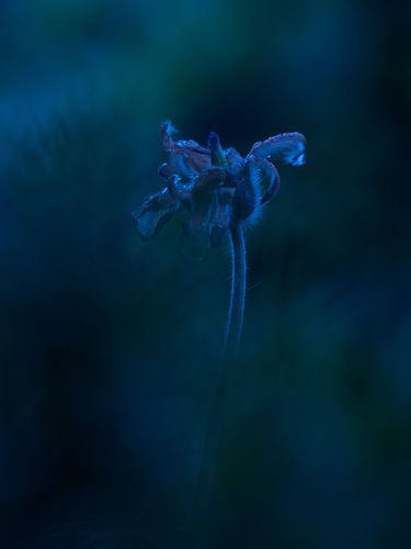 Bloem Wildemanskruid blauw