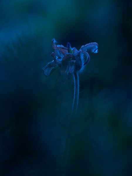 Bloem Wildemanskruid blauw van Mirakels Kiekje