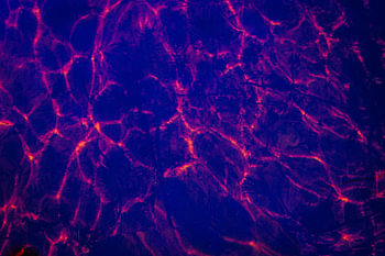 Violet Silence