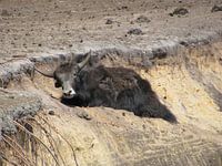 Waterbuffel