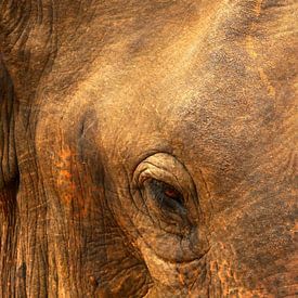 Het oog van een prachtige olifant in Sri Lanka van Gijs Bodzinga