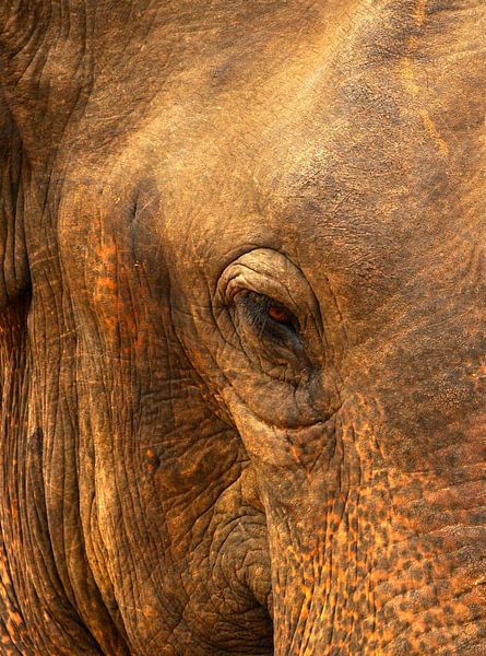 Het oog van een prachtige olifant in Sri Lanka van Gijs Bodzinga