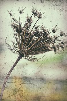 SEED STAND