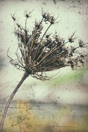 SEED STAND